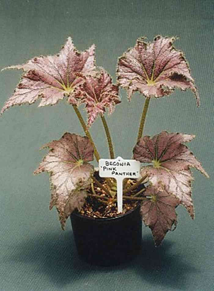 B. ‘Pink Panther’